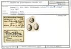 Karteikarte zum Syntyp von Biloculina grinzingensis Karrer, 1877
